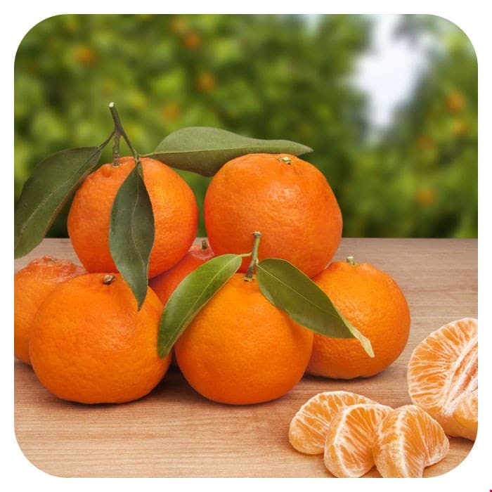 قیمت خرید نارنگی شمالی + فروش ویژه